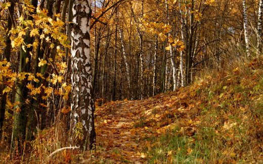 585252 (a): :2560x1600